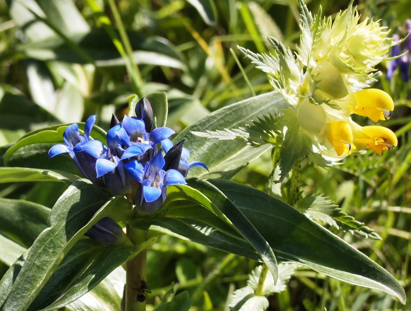 Gentian, Cross flower